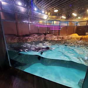 Sep. 2019 - Pier 225 - Sea Lion/Seal Exhibit