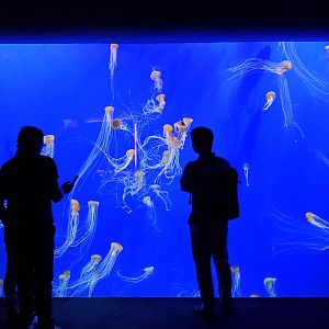 Sep. 2019 - Tropical Diver - Sea Nettle Tank