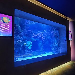 Sep. 2019 - Tropical Diver - Spotted Garden Eel + Others Tank