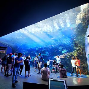 Sep. 2019 - Tropical Diver - Pacific Barrier Reef Tank