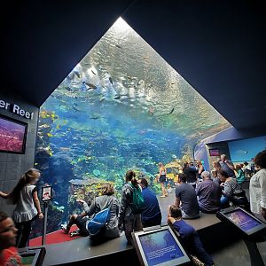 Sep. 2019 - Tropical Diver - Pacific Barrier Reef Tank