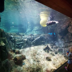 Sep. 2019 - Cold Water Quest - Sea Otter Underwater Viewing