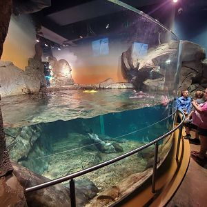 Sep. 2019 - Cold Water Quest - Sea Otter Above Water Viewing