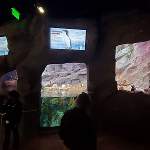 Sep. 2019 - Cold Water Quest - Horned Puffin/Tufted Puffin/Common Murre/Pigeon Guillemot Exhibit