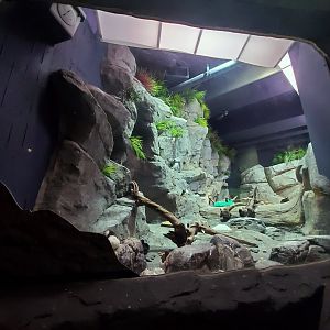 Sep. 2019 - Cold Water Quest - Horned Puffin/Tufted Puffin/Common Murre/Pigeon Guillemot Exhibit