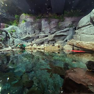 Sep. 2019 - Cold Water Quest - Horned Puffin/Tufted Puffin/Common Murre/Pigeon Guillemot Exhibit