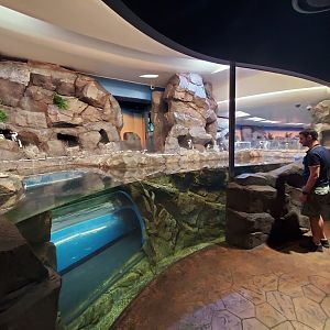 Sep. 2019 - Cold Water Quest - African Penguin Exhibit