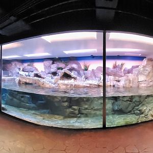 Sep. 2019 - Cold Water Quest - African Penguin Exhibit Panorama