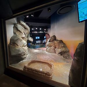 Sep. 2019 - Cold Water Quest - Sea Otter Exhibit Second Above Water View