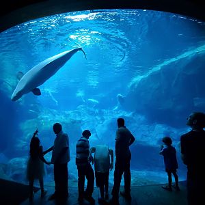 Sep. 2019 - Cold Water Quest - Beluga Exhibit
