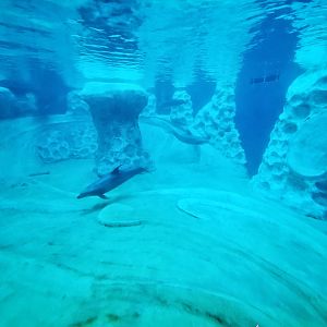 Sep. 2019 - Dolphin Coast