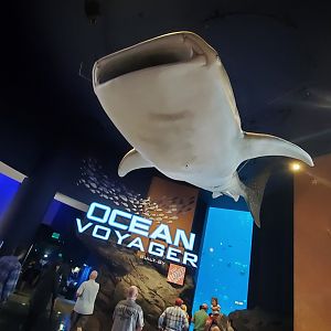 Sep. 2019 - Ocean Voyager Entrance