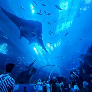 Sep. 2019 - Ocean Voyager - Tunnel