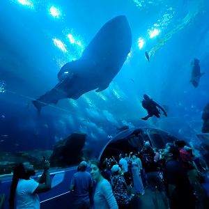 Sep. 2019 - Ocean Voyager - Tunnel