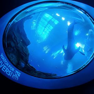 Sep. 2019 - Ocean Voyager - Ceiling View