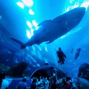 Sep. 2019 - Ocean Voyager - Tunnel