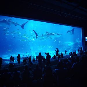 Sep. 2019 - Ocean Voyager - Last View