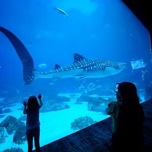Sep. 2019 - Ocean Voyager - Whale Shark