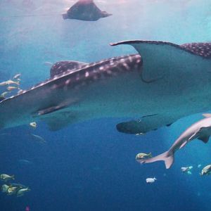 Sep. 2019 - Ocean Voyager - Whale Shark & Sandbar