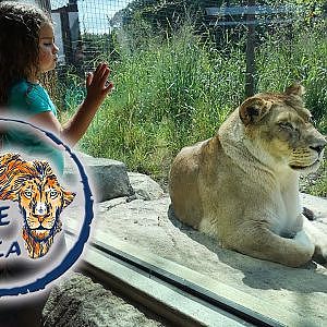 Zoo Tours | The New! Pride of Africa