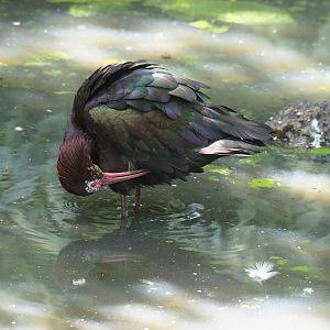 Puna ibis (Plegadis ridgwayi), 2019-08-04