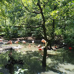 View in large walk-through aviary, 2019-08-04