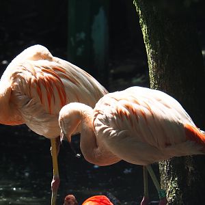 Chilean flamingos (Phoenicopterus chilensis), 2019-08-04