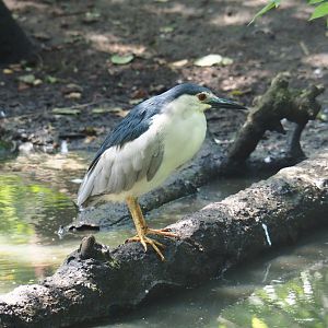 Black-crowned night heron (Nycticorax nycticorax nycticorax), 2019-08-04