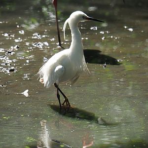Little egret (Egretta garzetta garzetta), 2019-08-04