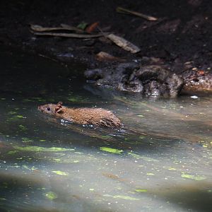 Swimming wild Brown or Norwegian rat (Rattus norvegicus) in the walk-through aviary, 2019-08-04