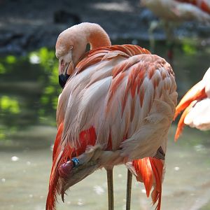Chilean flamingo (Phoenicopterus chilensis), 2019-08-04