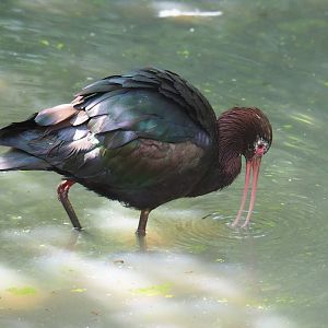 Puna ibis (Plegadis ridgwayi), 2019-08-04