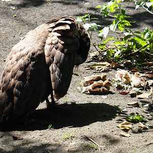Blue peafowl hen with chicks (Pavo cristatus), 2019-08-04