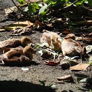 Blue peafowl chicks (Pavo cristatus), 2019-08-04