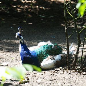 Piebald blue peafowl rooster (Pavo cristatus), 2019-08-04