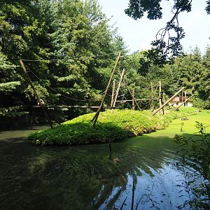 White-handed gibbon island, 2019-08-04