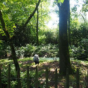 Eurasian crane exhibit,, 2019-08-04