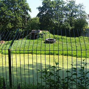 First non-subspecies specific tiger exhibit, 2019-08-04