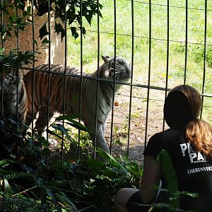 Keeper giving non-subspecies specific tigers Paka and Awi a shower, 2019-08-04