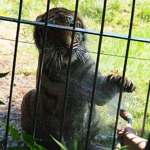 Non-subspecies specific tiger Paka (Panthera tigris) getting a shower from a keeper, 2019-08-04
