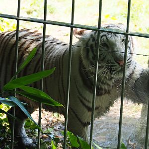 Non-subspecies specific white tiger Awi (Panthera tigris) getting a shower from a keeper, 2019-08-04