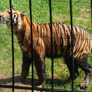 Non-subspecies specific tiger Paka (Panthera tigris), 2019-08-04