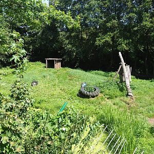 Second non-subspecies specific tiger exhibit, 2019-08-04