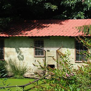 White-handed gibbon house, 2019-08-04