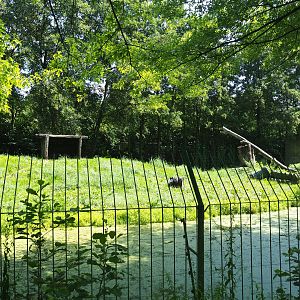 Second non-subspecies specific tiger exhibit, 2019-08-04