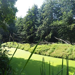 White-handed gibbon exhibit, 2019-08-04