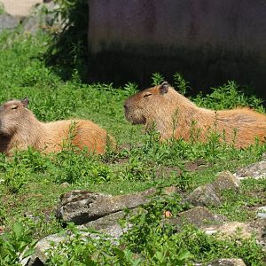 Capybaras (Hydrochoerus hydrochaeris), 2019-08-04