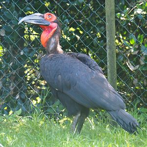 Southern ground hornbill (Bucorvus leadbeateri), 2019-08-04