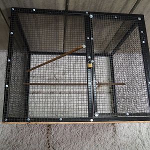 Barren and tiny Fischer's lovebird indoor cage, 2019-08-04