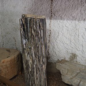 Assorted objects in the entrance corridor to the tropical house - Petrified wood, 2019-08-04